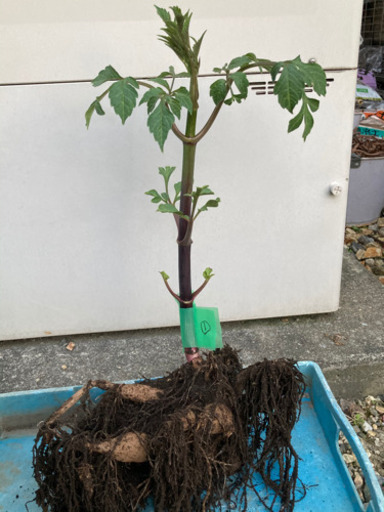 皇帝ダリアの球根 Tomo 守山のその他の中古あげます 譲ります ジモティーで不用品の処分