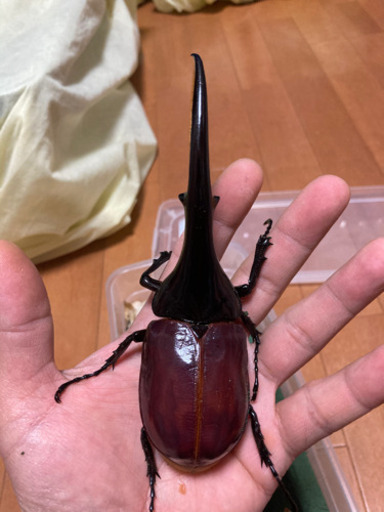 【お取引き先様決定】DH ヘラクレスペア　優良血統　未後食　未使用