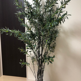 滋賀県の中古観葉植物が無料 格安で買える ジモティー 滋賀県の中古観葉植物が無料 格安で買える ジモティー