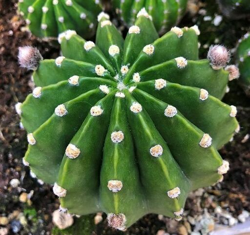 花芽４個付き 桃花短毛丸 縦9 6cm 横9 4cm 短毛丸 ピンク花 タンゲマルサボテン いちぴこ24 大阪のその他の中古あげます 譲ります ジモティーで不用品の処分