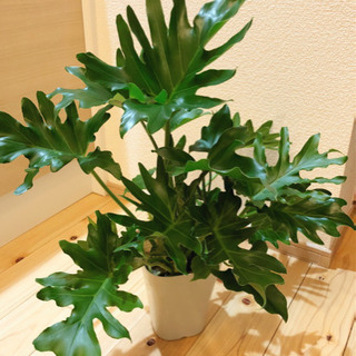 観葉植物　フィロデンドロン・セローム　60cm　4号鉢付き