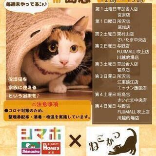 保護猫譲渡会　IN  島忠川越的場店