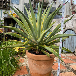 アガベ ベネズエラ 特大サイズ10号鉢