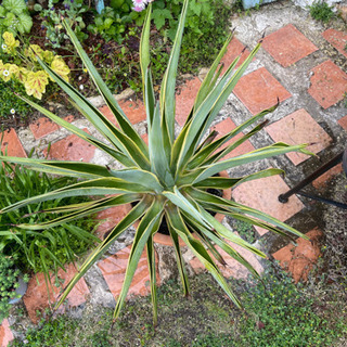 アガベ ベネズエラ 特大サイズ10号鉢