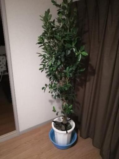 ガジュマル 180センチオーバー