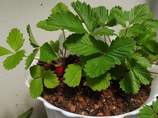 植物 ハーブ ワイルドストロベリー 鉢植え シン 中頭のその他の中古あげます 譲ります ジモティーで不用品の処分 植物 ハーブ ワイルドストロベリー 鉢植え シン 中頭のその他の中古あげます 譲ります ジモティーで不用品の処分