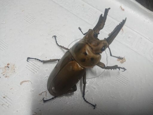 (insectbase)ババオウゴンオニ♂65アップ♀フリーペア‼️