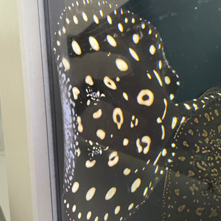 最終値下げ　国産　純血ダイヤモンドポルカ  淡水エイ　ポルカ  エクリプス　大型水槽　オーバーフロー　純血　アロワナ　戦力