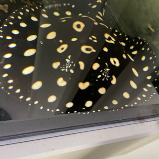 最終値下げ　国産　純血ダイヤモンドポルカ  淡水エイ　ポルカ  エクリプス　大型水槽　オーバーフロー　純血　アロワナ　戦力