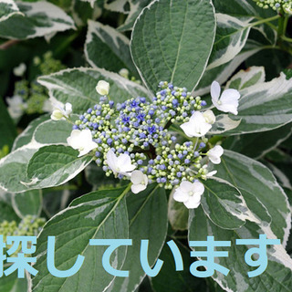 斑入り葉の紫陽花