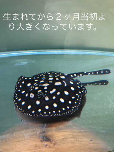 淡水エイ　☆ダイヤモンドポルカ　自家繁殖個体メス-1