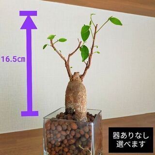 北海道 札幌市の中古観葉植物が無料 格安で買える ジモティー