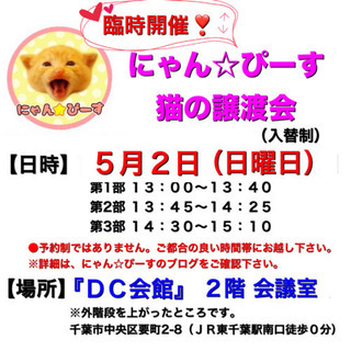 5月2日(日)🌸臨時開催❣️にゃん☆ぴーす猫の譲渡会🌸「DC会館...