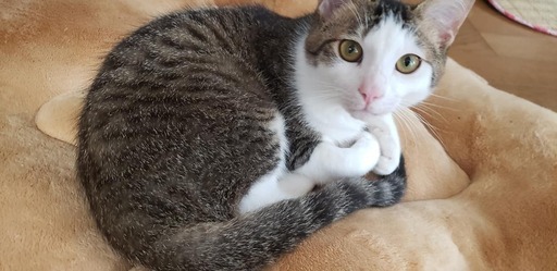 人懐っこくて甘えん坊 とっても可愛いパン君里親募集中 ディ アンク 新下関の猫の里親募集 ジモティー