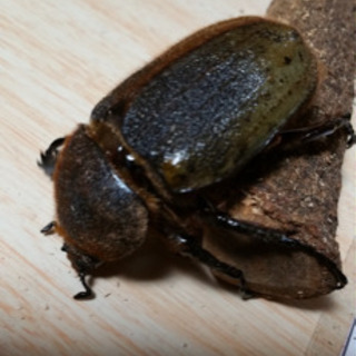 ヘラクレス メス 二匹 ※一匹後食済み