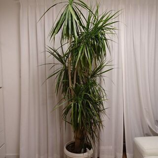 観葉植物　シュロチク　高さ220cm　