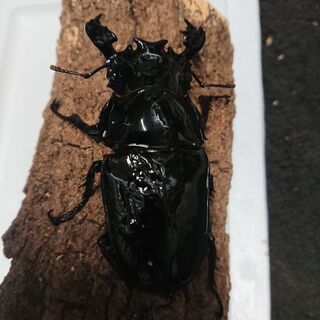 insectbase 1点限り激安‼️新成虫タランドゥス♂84㎜...