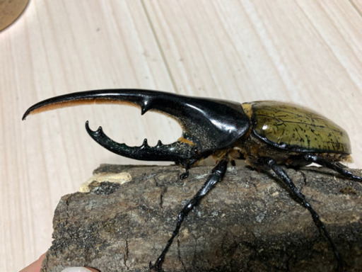ヘラクレスオオカブト　ペア　後食済み　4.25