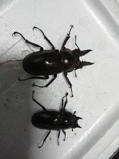 insectbase 小さめ‼️ババオウゴンオニ♂52㎜×36.3㎜新成虫‼️