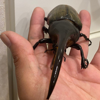 【売り切れ】ヘラクレス・ヘラクレス④