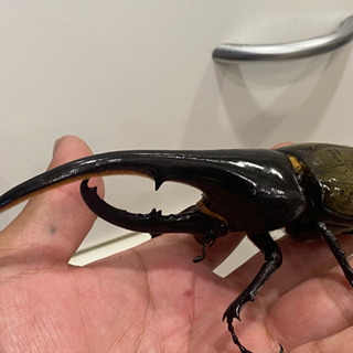 【売り切れ】ヘラクレス・ヘラクレス④