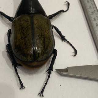 【売り切れ】ヘラクレス・ヘラクレス④