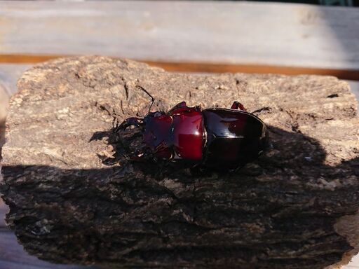 insectbase早いもの勝ち‼️激安‼️ 新成虫‼️赤レギウス‼️♂55㎜×♀43,9㎜44.7㎜爆産セット‼️