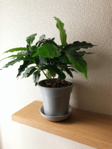 観葉植物　コーヒーの木①　26cm　ライトグレーカラーの3.5号の鉢と受け皿付き