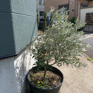 お話し中　鉢植え お話し中 鉢植え