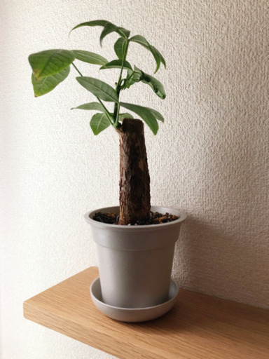 観葉植物　パキラ　27cm　ライトグレーカラーの3.5号鉢と受け皿付き