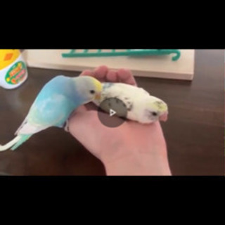 セキセイインコ オス２羽 