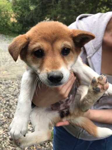 生後2か月になるかならないかくらいの子犬ちゃん ルル 五反田の犬の里親募集 ジモティー