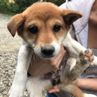 生後2か月になるかならないかくらいの子犬ちゃん