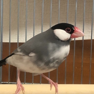 文鳥の怪我