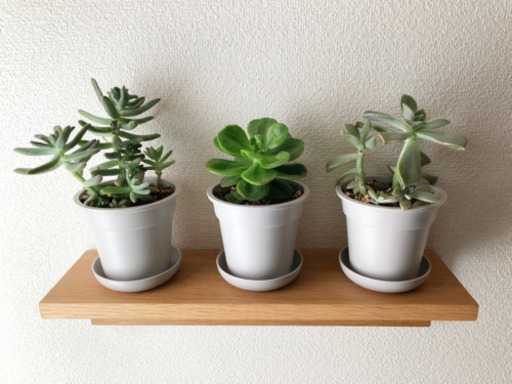 観葉植物　多肉植物3点セット　ライトグレーの3.5号の鉢と受け皿付き