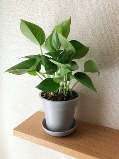 観葉植物　ポトス・パーフェクトグリーン②　28cm　グレーカラーの3.5号鉢と受け皿付き