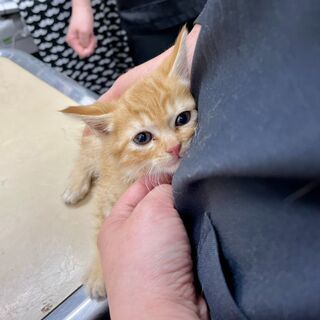 【募集】愛らしい生後１ヶ月の茶トラの子猫