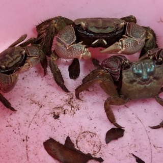 カニ🦀クロベンケイガニ🦀3匹セット！天然採集個体