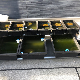 メダカ飼育セットPart2