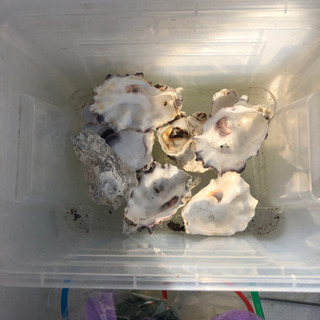 メダカ飼育セットPart2