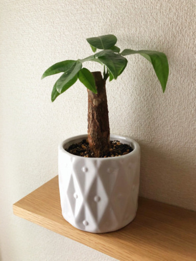 観葉植物　パキラ①　24cm　3.5号のおしゃれな白い陶器の鉢付き