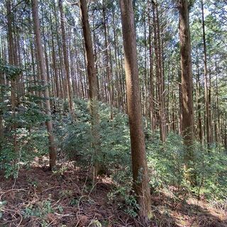 【成約済】山林物件　浜松市天竜区春野町の画像