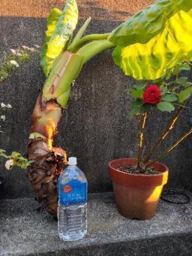 クワズイモ 挿し木 2 桜木町fumi 汐入の家具の中古あげます 譲ります ジモティーで不用品の処分