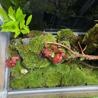 ★ イモリ飼育にオススメ！！イモリウム完成品★45㎝容器で作成 ★