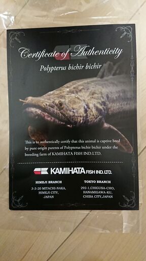 ビキールビキール カミハタブリード 引き取り限定