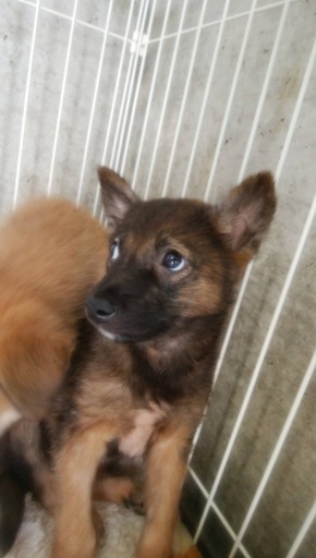 里親決定 有難うございました 保健所収容 ビビりの野犬仔犬兄弟 ひとりぼっちになった僕と家族になってください Kmhらぶ 大村のその他の里親募集 ジモティー