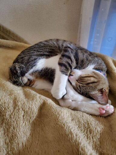 ダンボールで捨てられていた猫です のぞみ 柚須の猫の里親募集 ジモティー