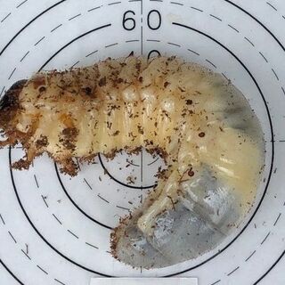 国産カブト虫幼虫　6匹セット