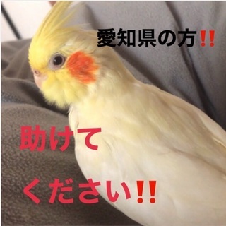 助けて下さい❗️オカメインコ❗️逃げてしまいました【豊明団地】