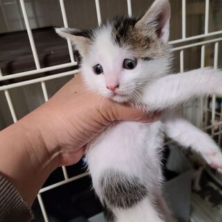 決まりました！！生後１ヶ月仔猫達‼️ - 猫